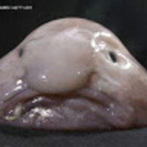 Meet your Posher, Brendan